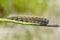 Caterpillar