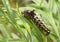 Caterpillar (Acronicta rumicis)