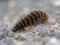 Caterpillar of Amata phegea. Nine spotted tiger moth.