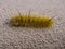 Caterpillar American Dagger Moth