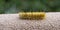Caterpillar American Dagger Moth