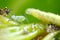 Caterpillar and aphid on the petiole of the leaf. Highly zoomed macro shot