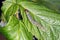 Caterpillar of Archips rosana Cacoecia the rose tortrix Tortricidae on damaged raspberry leaf. The larvae feed within rolled lea