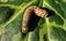 Caterpillar attacking plant and eat tender young leaves, pest insects and leaf disease concepts