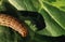 Caterpillar attacking plant and it`s frightening shadow, pest insects and leaf disease concepts