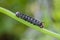 Caterpillar of Bedstraw Hawk-moth or Galium Sphinx