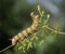 Caterpillar of the bedstraw hawk-moth on the white bedstraw branch