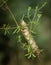 Caterpillar of the bedstraw hawk-moth on the white bedstraw branch