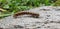 Caterpillar beetle on the rock in spring