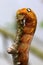 Caterpillar with big fake eyes feeding on small tree branch.