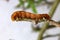 Caterpillar with big fake eyes feeding on small tree branch.