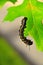 Caterpillar - Black with Yellow Stripes - Anisota Peigleri