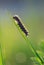 Caterpillar on blade of grass