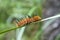 Caterpillar on Blade of Grass