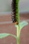 Caterpillar Blue Pansy on plant. Macro photography of a larva of butterfly on branch