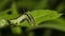 Caterpillar Box Tree Moth Cydalima Perspectalis