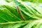 Caterpillar on a bright green leaf lettuce. Larva on the garden plant.