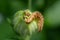 Caterpillar of the Broad-bordered Yellow Underwing, Noctua fimbriata, seen in spring in a garden in Tiraspol, Republica Moldova