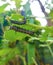 Caterpillar, butterfly caterpillar, yellow-black striped caterpillar, animal