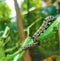 Caterpillar, butterfly caterpillar, yellow-black striped caterpillar, animal