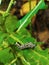 Caterpillar, butterfly caterpillar, yellow-black striped caterpillar, animal