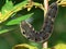 Caterpillar of butterfly Deilephila elpenor on Chamaenerion angustifolium.