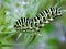 Caterpillar of butterfly Papilio machaon.