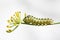 Caterpillar of butterfly swallowtail - machaon, feeds on dill - fennel, side view