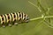 Caterpillar Butterfly Tail-to-Swallow - Papilio machaon