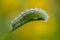 Caterpillar of butterfly zygaena viciae emerald color