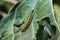 Caterpillar on cabbage