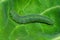 Caterpillar of cabbage white