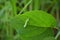 Caterpillar camouflaged in green with pseudo eyes for protection from prey