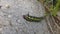 Caterpillar on Canarian rock