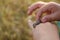 a caterpillar on a child hand. diverse environment, love and interest in nature