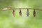 Caterpillar and chrysalis of emerged Black-veined sergeant butte