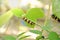 Caterpillar climbing and feeding on butterfly pea branch in garden