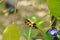 Caterpillar climbing and feeding on butterfly pea branch in garden