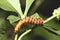 Caterpillar closeup.