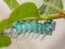 Caterpillar closeup
