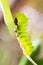 Caterpillar of the Comet moth