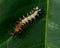 Caterpillar of comma - Polygonia c-album