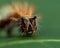 Caterpillar of comma - Polygonia c-album