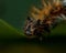 Caterpillar of comma - Polygonia c-album