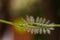 Caterpillar of the Commom Gaudy Baron ( Euthalia lubentina ) but