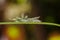 Caterpillar of the Commom Gaudy Baron ( Euthalia lubentina ) but