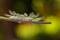 Caterpillar of the Commom Gaudy Baron ( Euthalia lubentina ) but