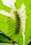 Caterpillar of the Common Gaudy Baron butterfly & x28; Euthalia luben