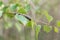 caterpillar crawling on a birch branch