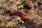 Caterpillar crawling on the ground